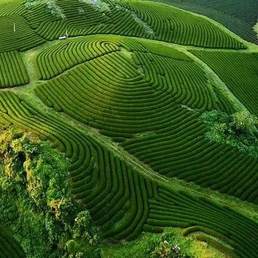 Chè Xanh Mộc Châu