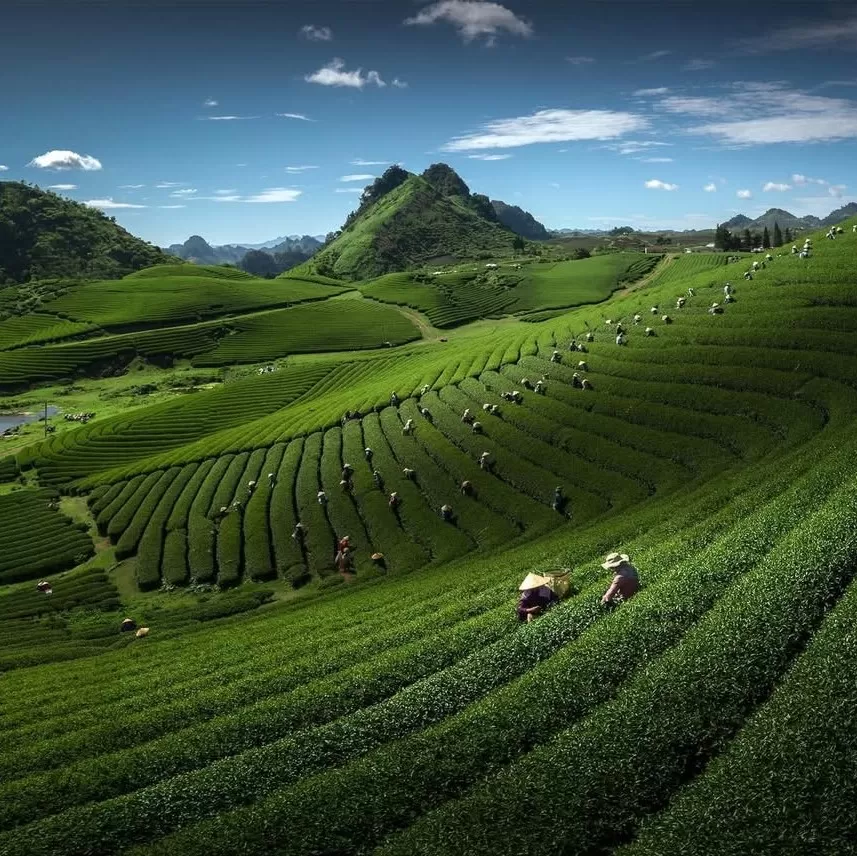 Chè Xanh Mộc Châu